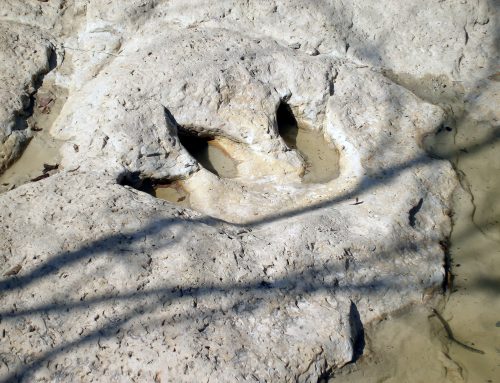 Dinosaur Valley State Park